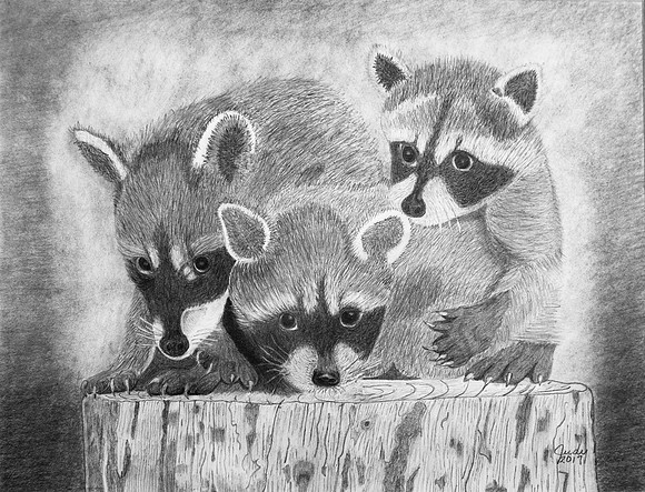 Judy-Racoons